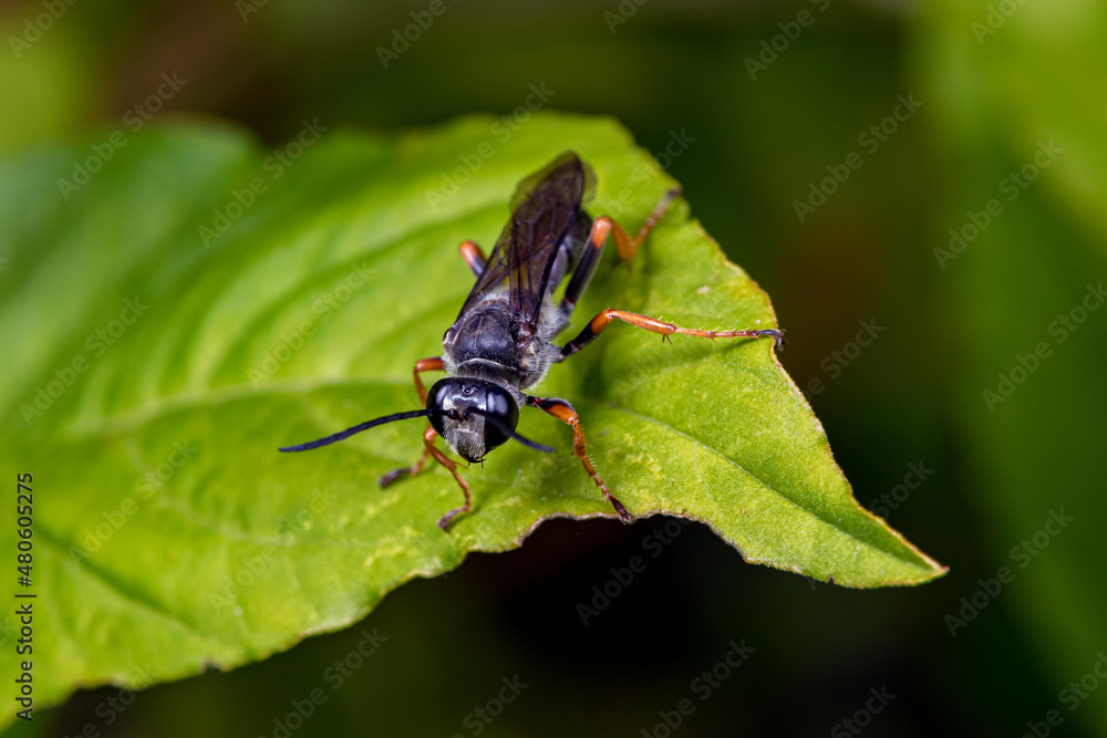 Spider wasp eating nectar from a plumed Celosia wildflower plant. Insect and wildlife conservation, habitat preservation, and backyard flower garden concept Spider wasp eating nectar from a plumed Celosia wildflower plant. Insect and wildlife conservation, habitat preservation, and backyard flower garden concept