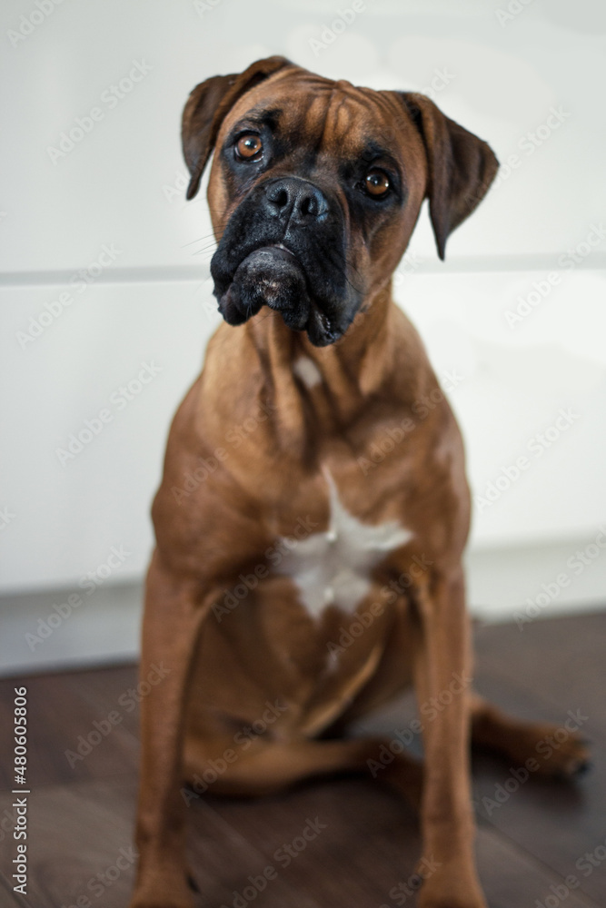 Boxer dog portrait