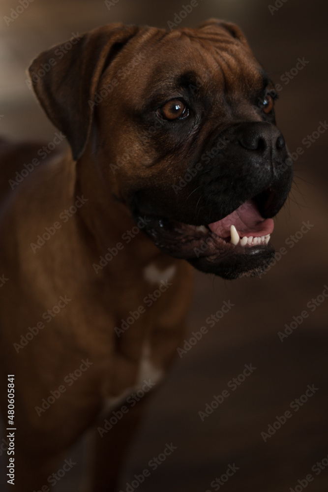 Boxer dog closeup