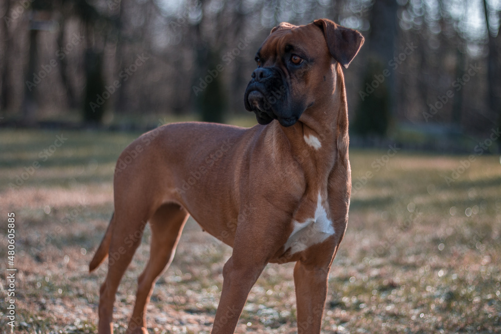 boxer dog in the park