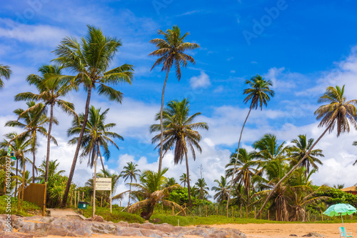 Coconut trees on the edge of Busca Vida beach