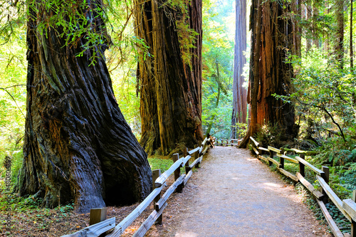 Dekoracja na wymiar  footpath-through-the-giant-redwood-trees-of-muir-woods-national-monument-california-usa