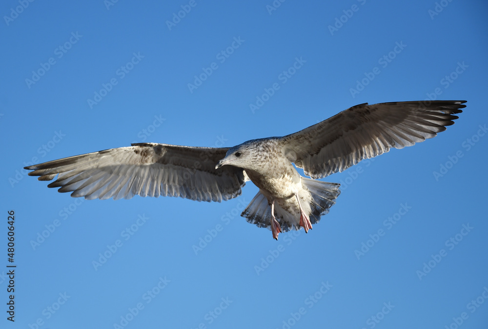 Obraz premium Möwe fliegt 