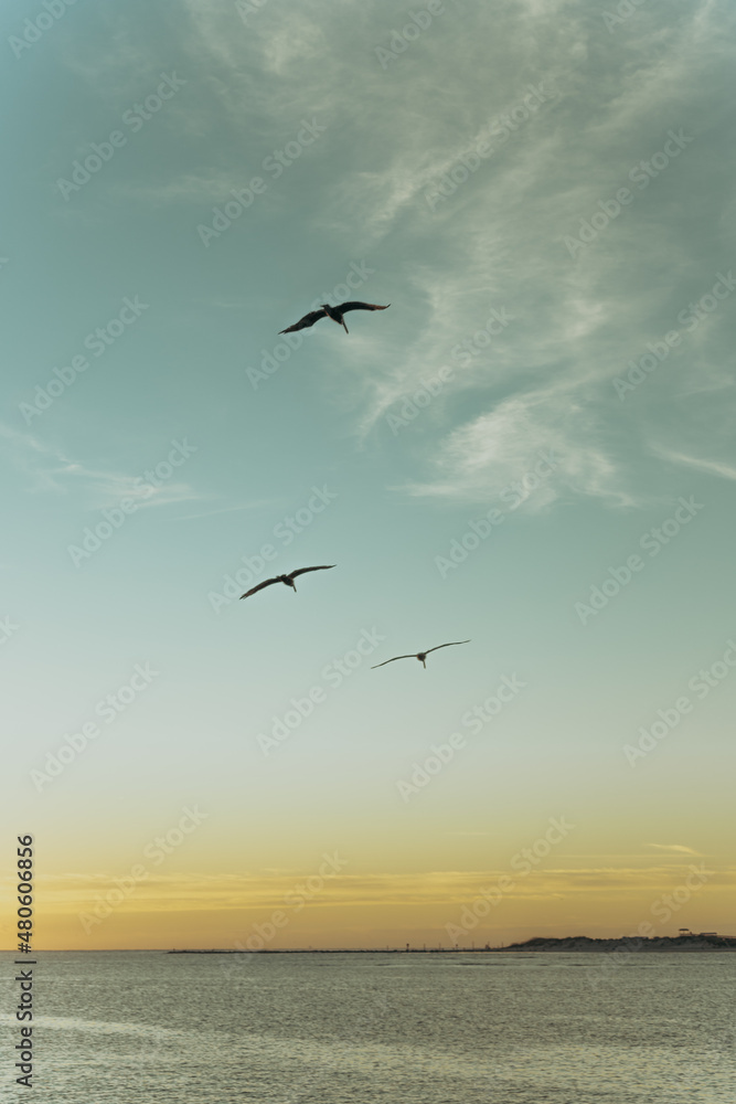 Fototapeta premium seagulls flying over the sea