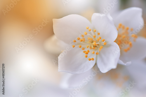 Beautiful Nature Background.Floral Art Design.Abstract Macro Photography.Colorful Flower.Blooming Spring Flowers.Creative Artistic Wallpaper.Celebration,love.Close up.Happy Holidays.Copy Space.Jasmine
