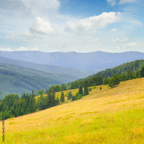 Wallpaper Mural Carpathian mountains. grassy meadows and forested hill. Torontodigital.ca