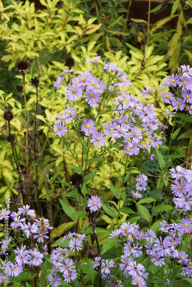 The fall-flowering perennial wildflower Symphyotrichum laeve or Aster laevis (smooth aster) in bloom, with blue flowers, in a garden setting The fall-flowering perennial wildflower Symphyotrichum laeve or Aster laevis (smooth aster) in bloom, with blue flowers, in a garden setting
