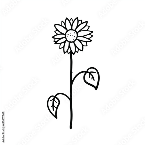 Sunflower hand draw