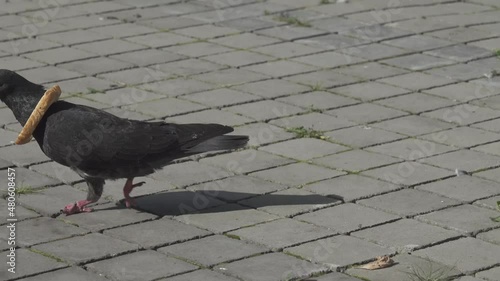 Funny video. Piece of bread with hole was put around pigeon's neck by playful children. Food is always with dove now. Comic concept: all that is mine with me all the time (base needs-base requests) photo