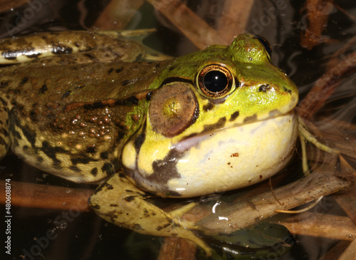 Calling male green frog (Rana clamitans / Lithobates clamitans) with his vocal sac under his mouth inflated while he makes his sound to attract females. photo