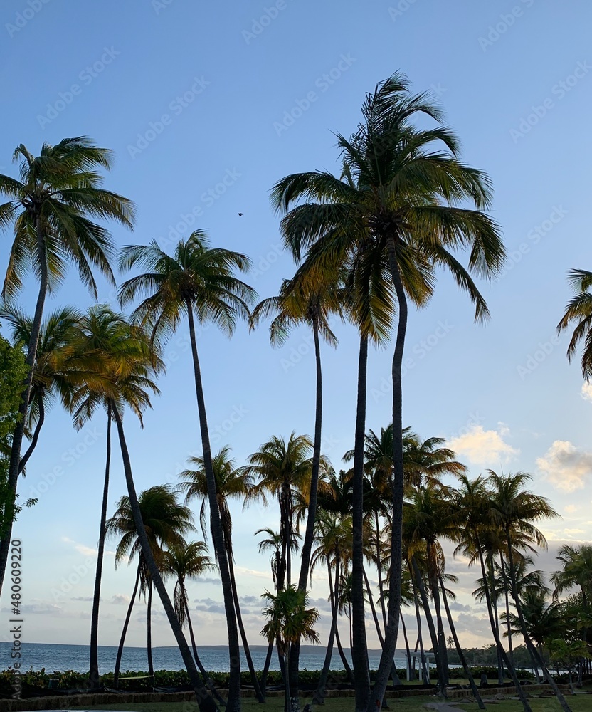 Obraz premium Palms 