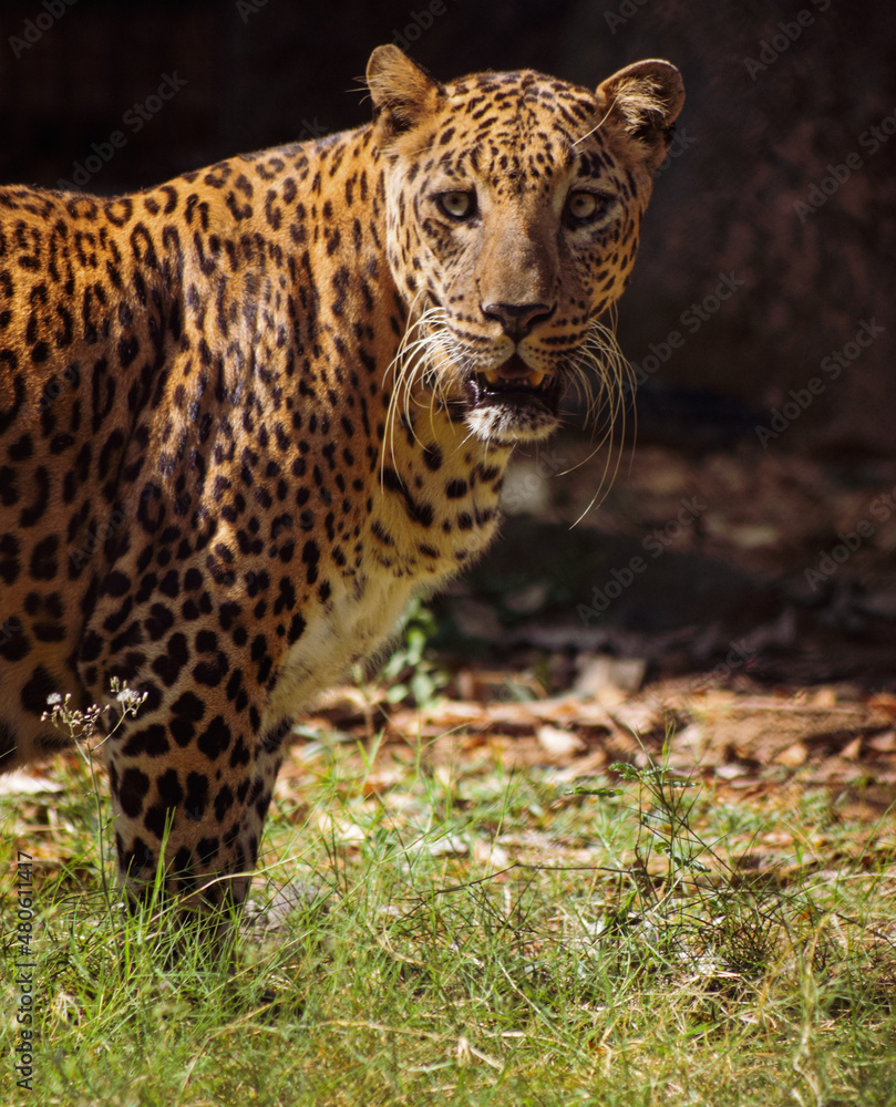 portrait of a leopard