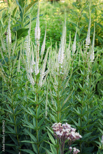 The spiky, white summer flowers of perennial Veronicastrum virginicum (Culver's root) in a garden setting photo