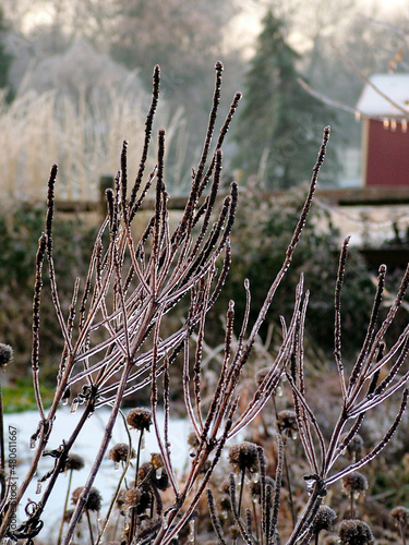 The spiky seedheads of the summer-flowering perennial wildflower Veronicastrum virginicum (Culver's root) in a winter garden photo