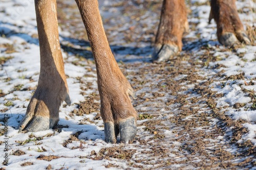 Hooves, artiodactyl close up - legs of wild deer photo