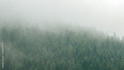 Woodland fog