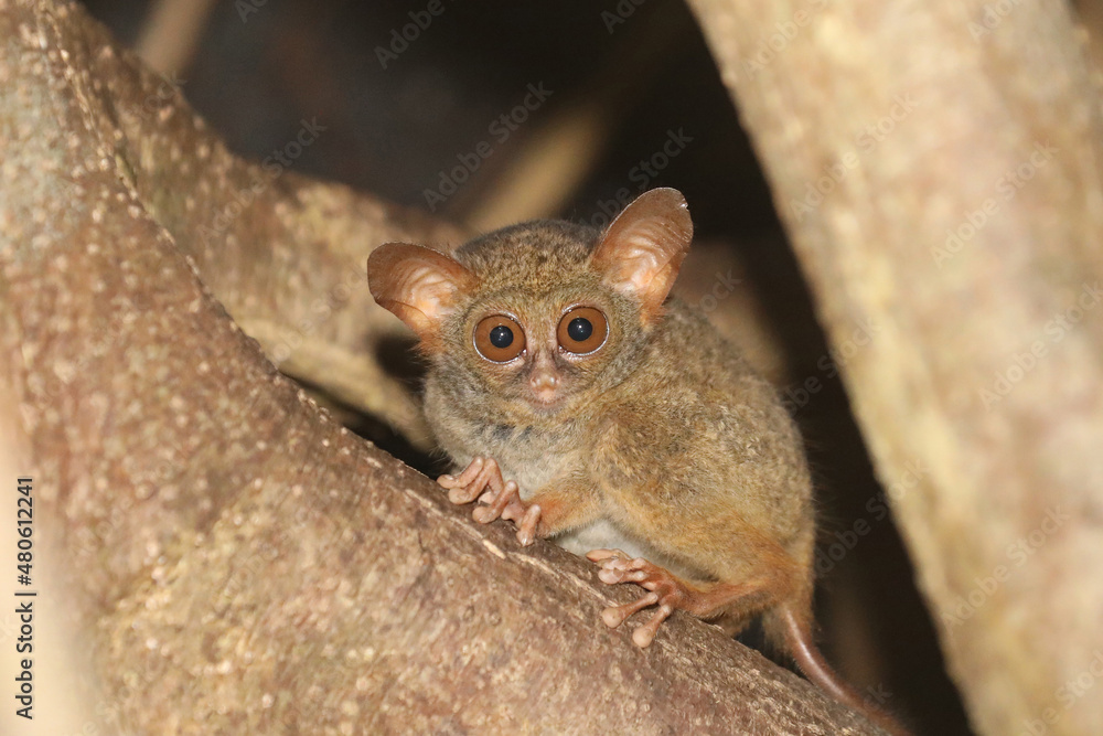 Obraz premium Tarsier in Sulawesi Indonesia