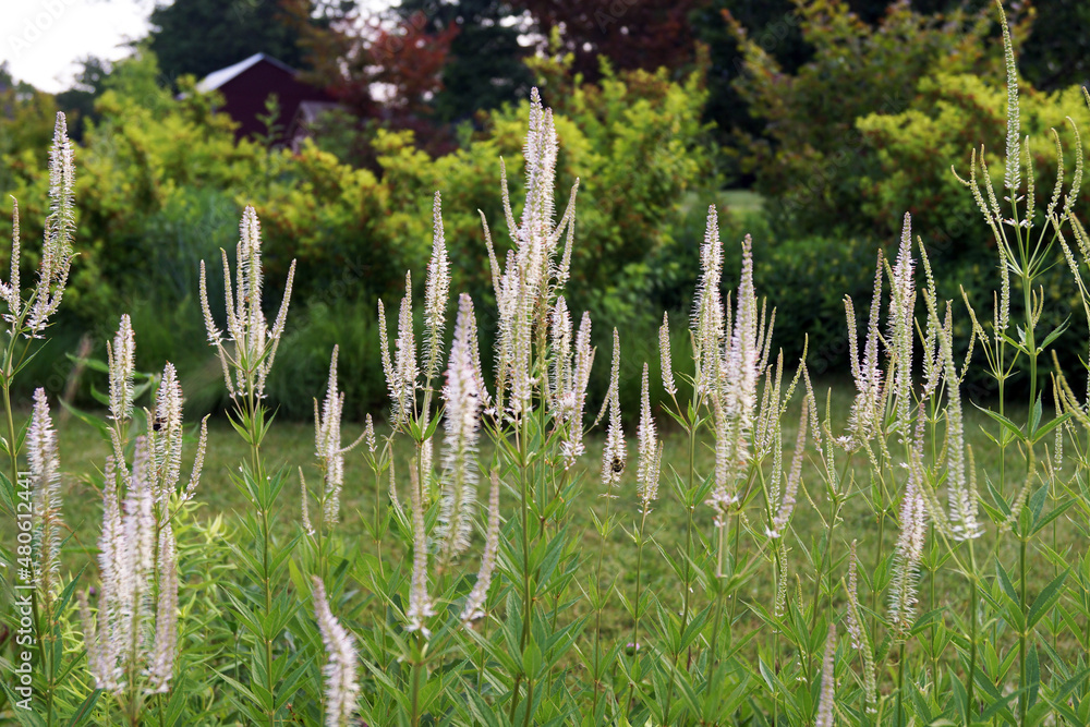 The spiky, white summer flowers of perennial Veronicastrum virginicum ...