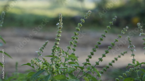 Ocimum americanum called as kattu thulasi in tamil language with its natural green background. photo