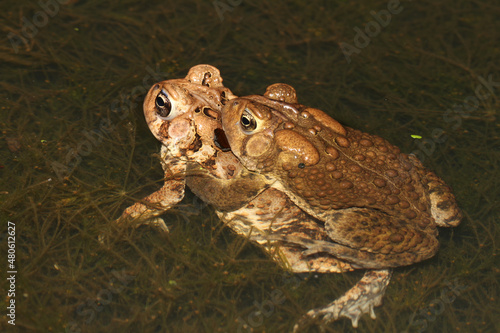 Mating American Toads (Anaxyrus americanus; formerly Bufo americanus) floating in a pond.  The male is clinging to the female's back in a behavior known as amplexus.  photo