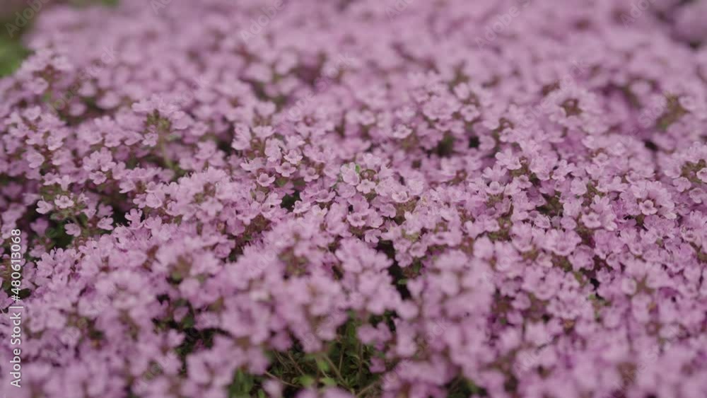 Slow motion thyme flowers blossom closeup Slow motion thyme flowers blossom closeup