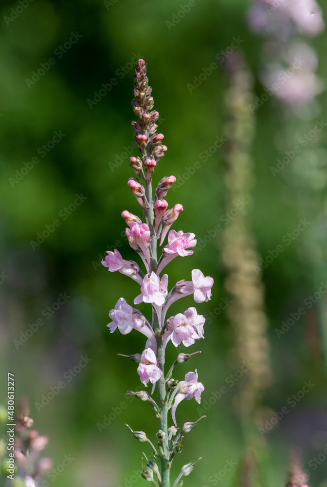 Close up of a pink toadflax (linaria purpurea) flower in bloom Close up of a pink toadflax (linaria purpurea) flower in bloom