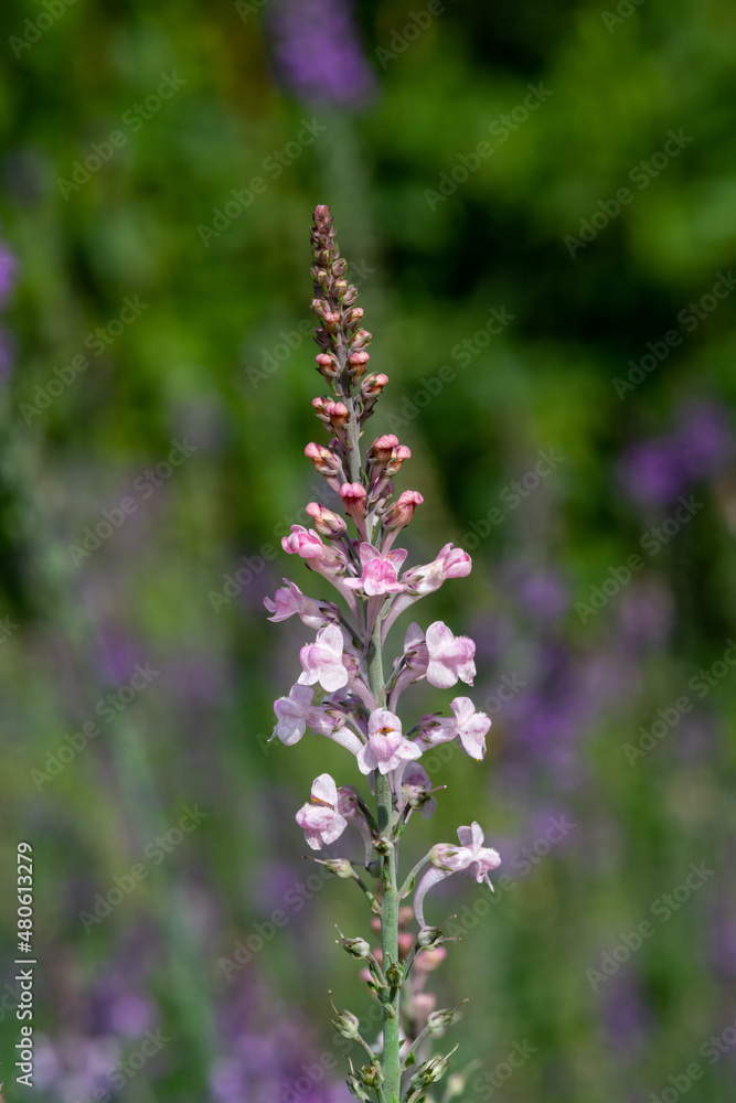 Obraz premium Close up of a pink toadflax (linaria purpurea) flower in bloom
