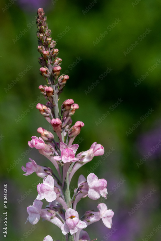 Close up of a pink toadflax (linaria purpurea) flower in bloom Close up of a pink toadflax (linaria purpurea) flower in bloom