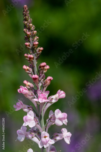 Close up of a pink toadflax (linaria purpurea) flower in bloom