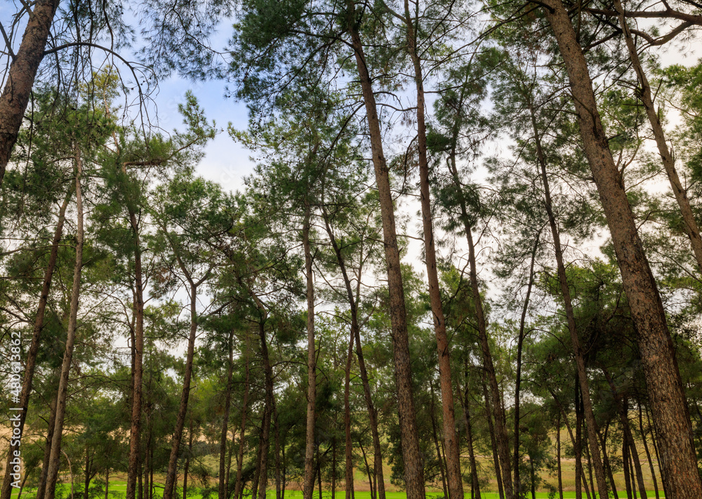 Beautiful Pine Deciduous Forest Trees Woods Canopy Beautiful Pine Deciduous Forest Trees Woods Canopy