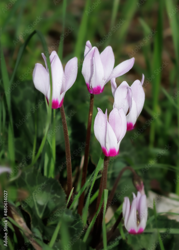 Wild lilac-pink flowers of Cyclamen persicum bloom Wild lilac-pink flowers of Cyclamen persicum bloom