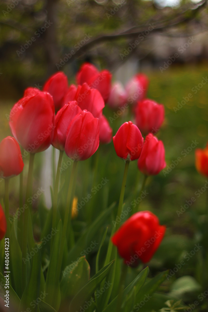 red tulips in the field