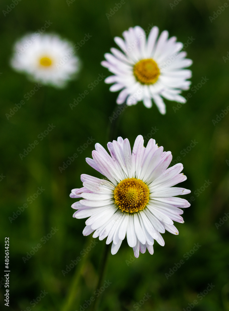 Obraz premium Green grass and chamomiles in the nature