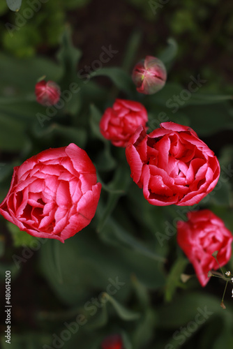 red tulips in garden