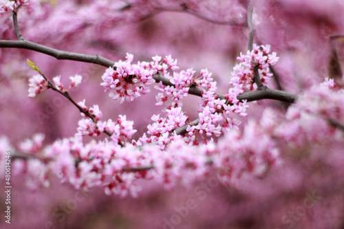 pink cherry blossom