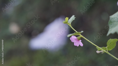 closeup shot of bunch of Urena lobata flower with its natural background; also known as burmallow,aramina plant,pipiri,caserweed,congo jute,urena weed etc photo