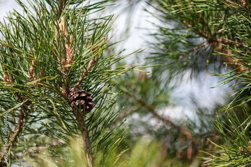 Closeup of a pine cone on a branch of a green pine tree. Nature evergreen tree background with a free space for text