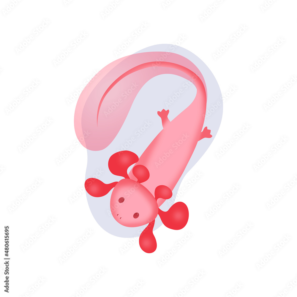 A cute pink axolotl floats in a drop of water and waves its fin. Vector image of a rare amphibian creature. A cute pink axolotl floats in a drop of water and waves its fin. Vector image of a rare amphibian creature.