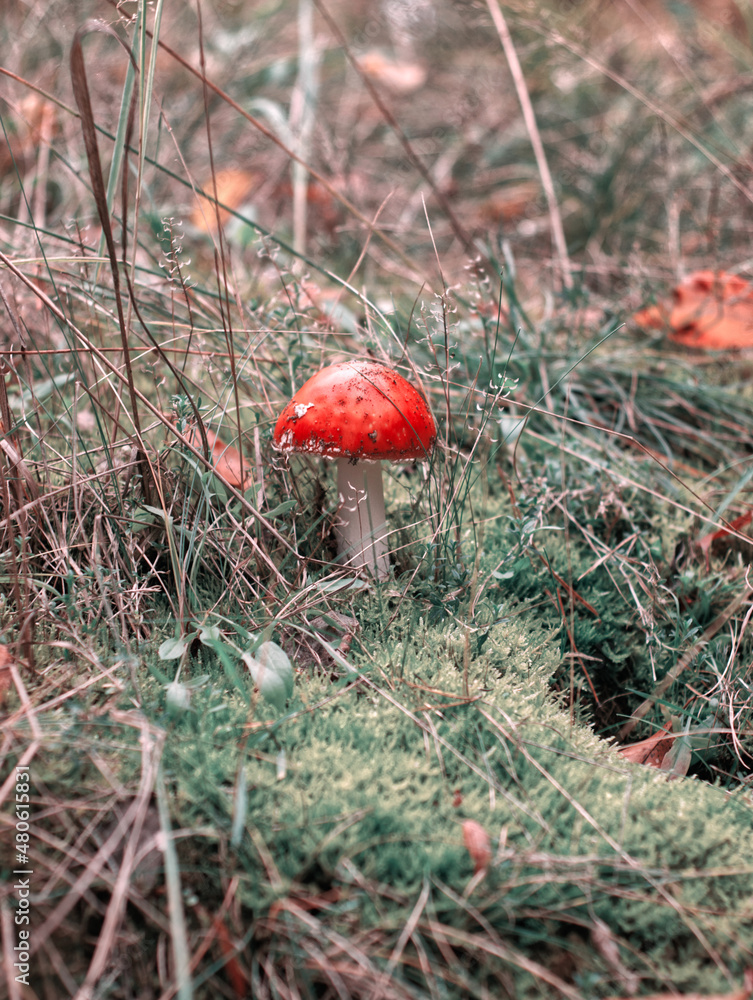 Autumn forest. Red fly agaric or fly amanita mushroom in grass, moss and fall leaves background. Poisonous mushroom. German forest landscape. Macro selective focus of amanita muscaria. Green toning Autumn forest. Red fly agaric or fly amanita mushroom in grass, moss and fall leaves background. Poisonous mushroom. German forest landscape. Macro selective focus of amanita muscaria. Green toning