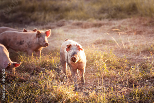 Obraz na plátně Young pigs in the field on a remote cattle station in Northern Territory, Australia, at sunrise