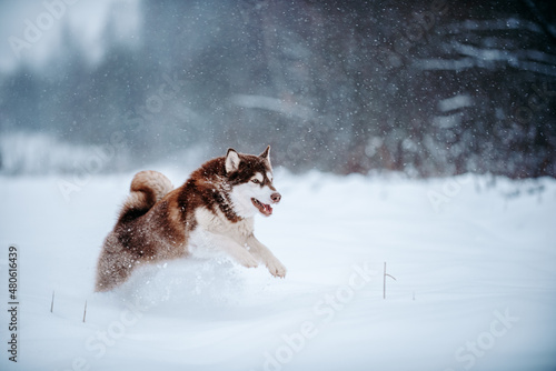 running red alaskan malamute in winter on snow in snowfall in firest