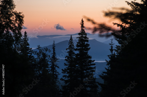 coniferous trees against the backdrop of foggy mountains