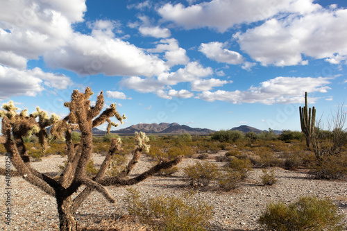 Sonoran Landscape - Sonoran Desert, Arizona - December 2021