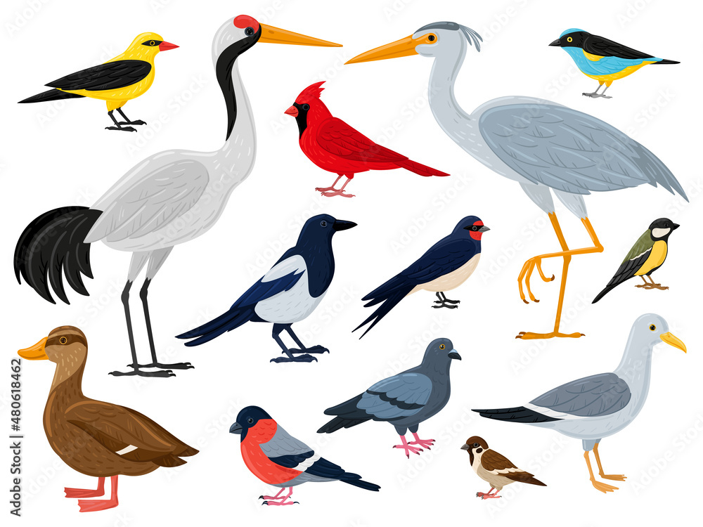 Fototapeta premium Cartoon flying birds, crane, red cardinal duck and seagull. City, woods and marine winged animals characters vector illustration set. European fauna and wildlife