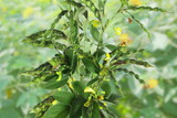 fresh pigeon pea or tuvar beans vegetable on plant in blur background
