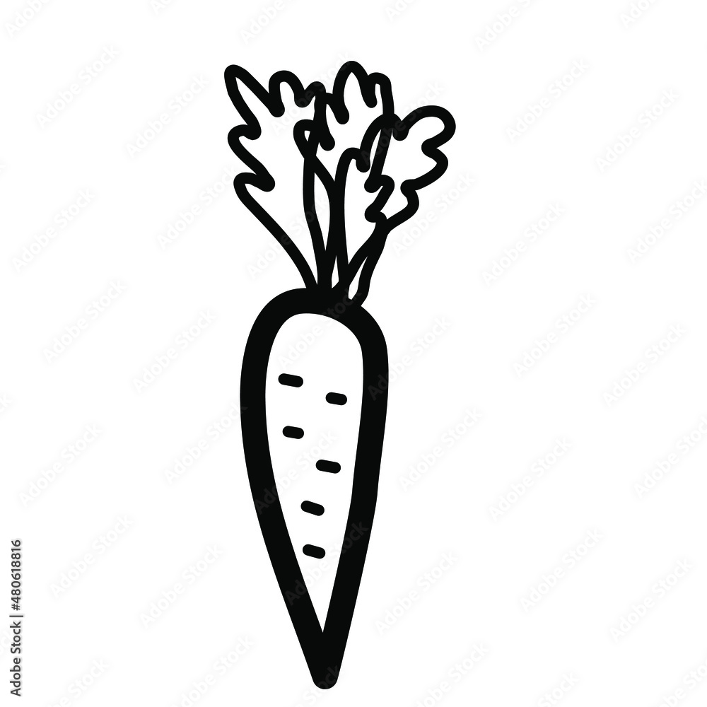 Doodle carrot. Hand drawn black and white outline carrot. Line art vegetable. Stock vector illustration on a white background. Doodle carrot. Hand drawn black and white outline carrot. Line art vegetable. Stock vector illustration on a white background.