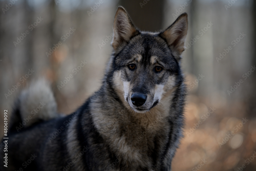 Dog in the forest in autumn. Purebred West Siberian Laika wolf-gray color.