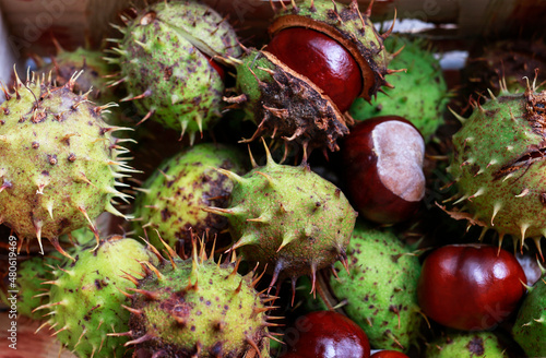 A ripe chestnuts in the basket.