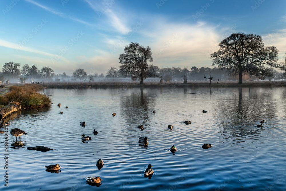 Naklejka premium Gathering ducks on pond