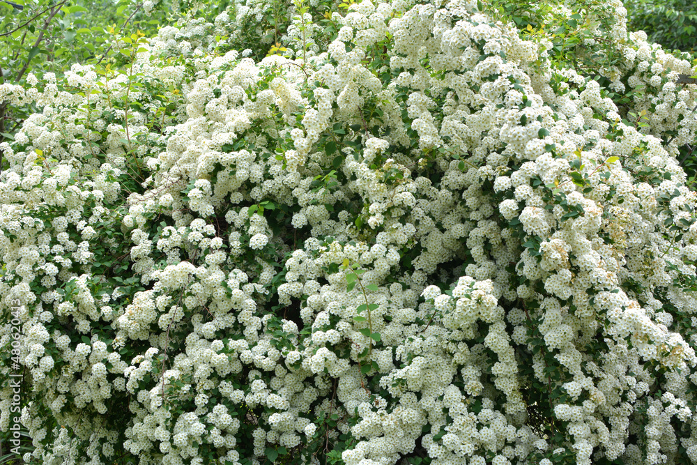 Spiraea blooms in the garden. Spiraea blooms in the garden.